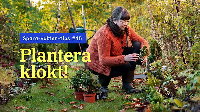 En kvinna står på huk i en höstträdgård mellan två rabatter. Intill sig har hon tomma planteringskrukor och två oplanterade buskar. I handen håller hon en liten buskplanta. På bilden syns texten: Spara-vatten-tips #15. Plantera klokt!